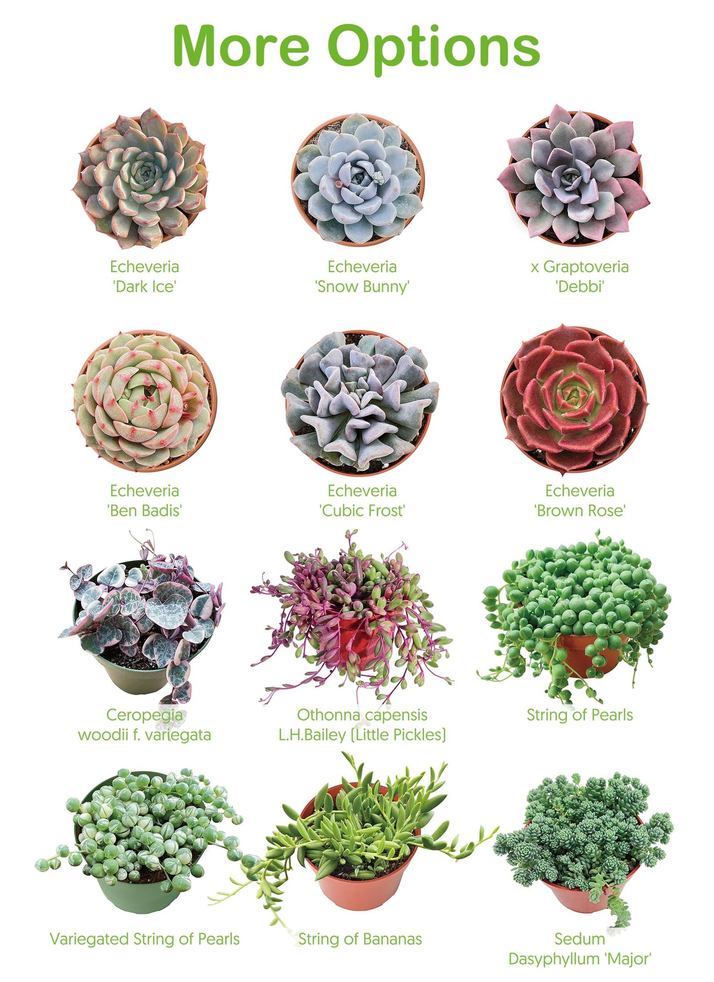 2" Live Succulent 'Baby Toes', Rare Succulent Plants Fully Rooted in Pots, Unique House Plant for DIY, Party Favor, Home Office Decoration