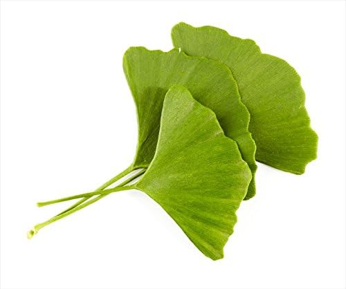 Ginkgo Leaf - Premium Ginkgo Biloba Loose Leaf 100% from Nature (08 oz)