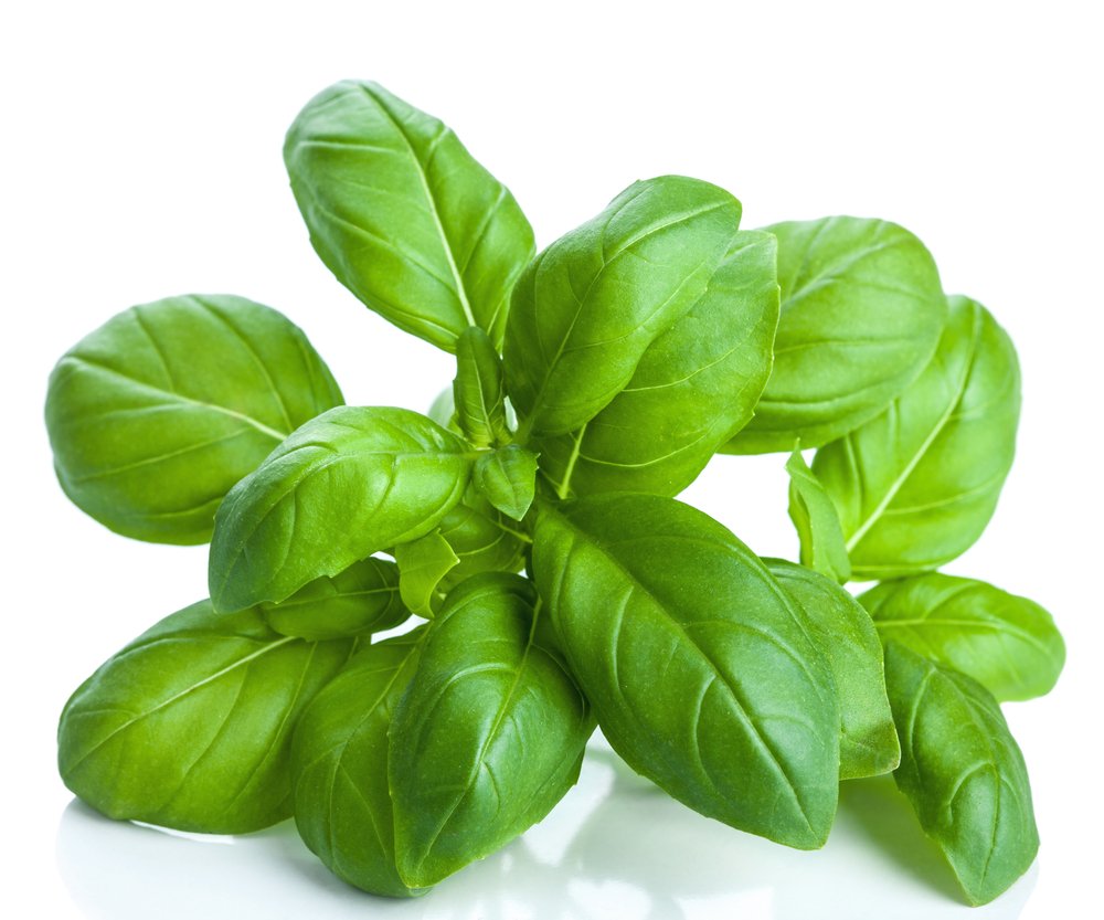 US Organic 100% Pure Basil Essential Oil - USDA Certified Organic, Steam Distilled, 15 ml