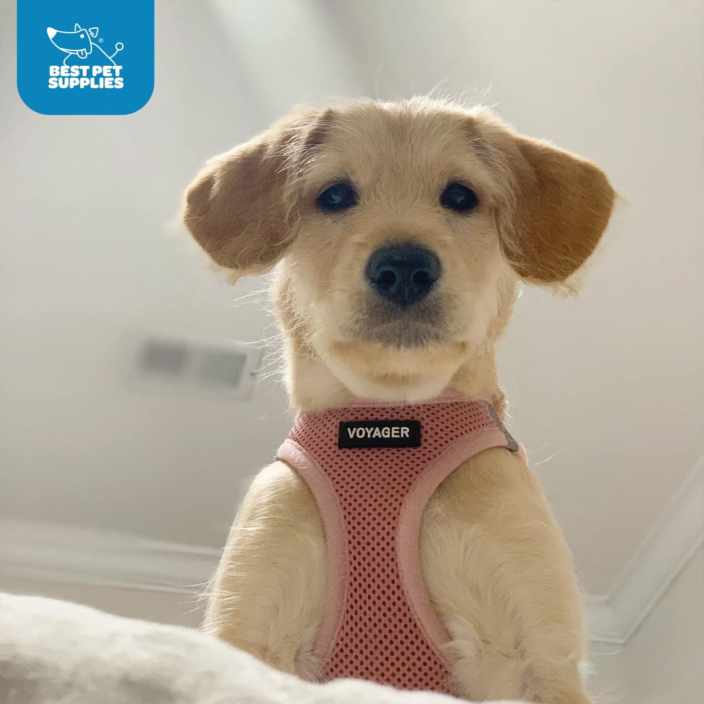 Best Pet Supplies Voyager Step-in Air Dog Harness - All Weather Mesh, Reflective, No Pull Harness for Small, Medium Dogs, Cats - Secure with Hook & Loop Fastener, Buckle, Double D-Rings - Pink, S