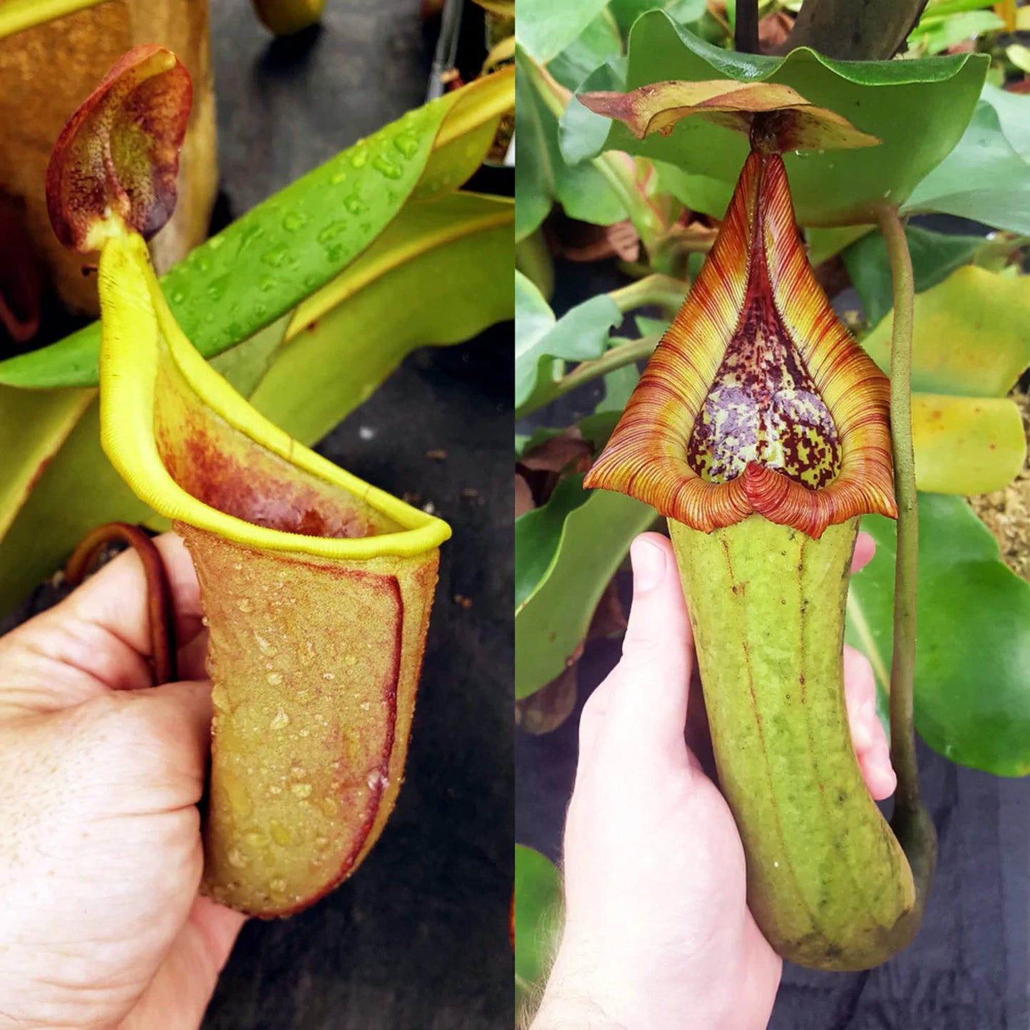 CHUXAY GARDEN Mix Nepenthes-Tropical Pitcher Plants,Monkey Cups,Nepenthaceae 400 Seeds Red Blue Green Potted Bonsai Carnivorous Plants Fast Growing & Maintain