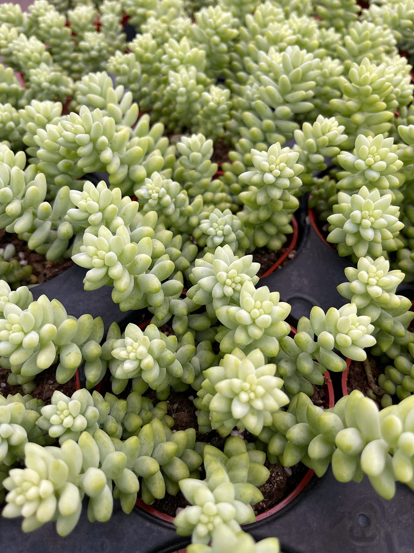 Living Succulent 4" Donkey Tails, Fully Rooted Succulents Plants Live, Succulent Plants Trailing Hanging, Sedum Burrito House Plant for Home Office Decoration, DIY Projects, Party Favor Gift