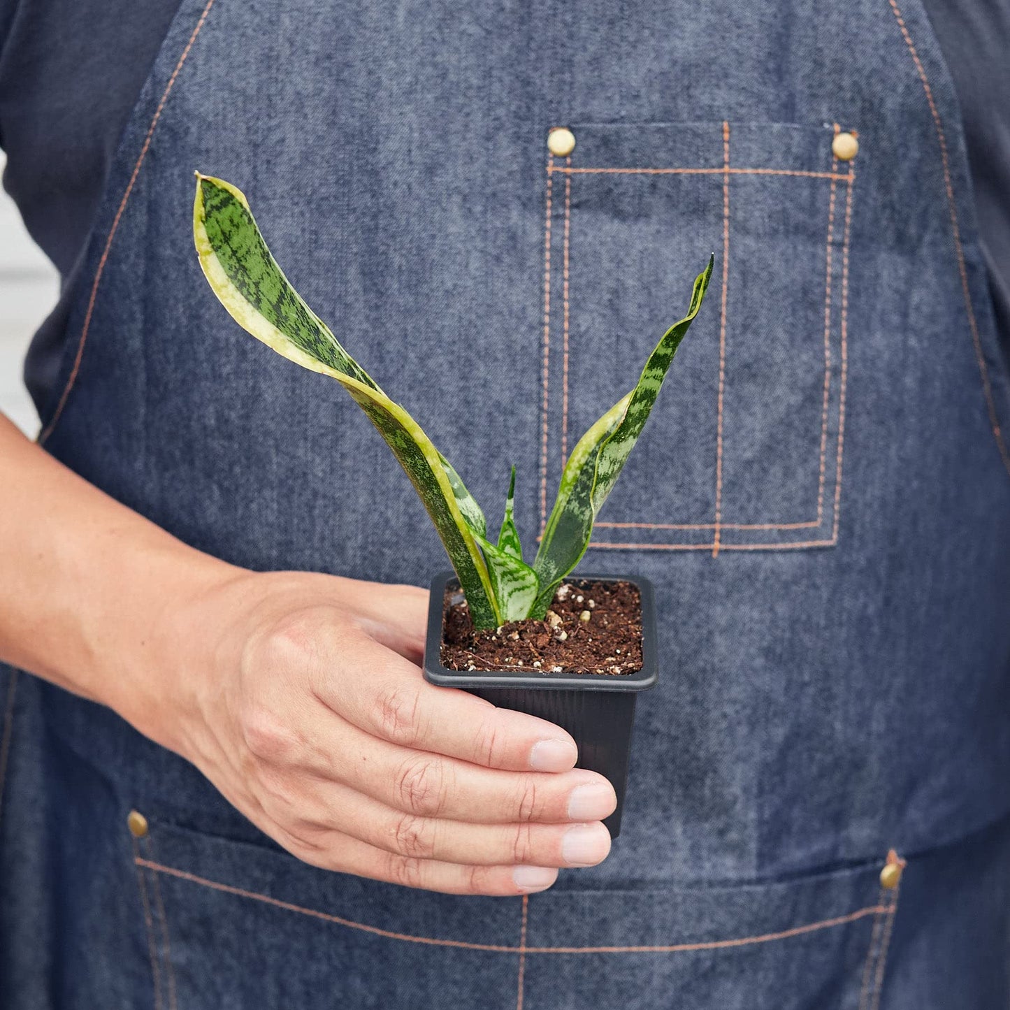 House Plant Shop | Snake 'Laurentii'- 4" Pot| Live Indoor Plant | Easy to Care | Natural Décor Plant | Great Gifts| Free Care Guide