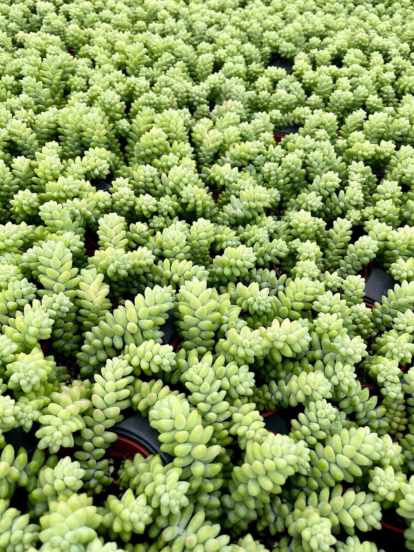 Living Succulent 4" Donkey Tails, Fully Rooted Succulents Plants Live, Succulent Plants Trailing Hanging, Sedum Burrito House Plant for Home Office Decoration, DIY Projects, Party Favor Gift